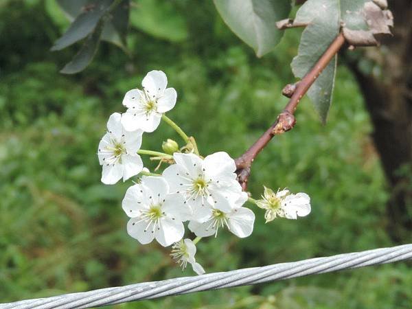 １梨花近照