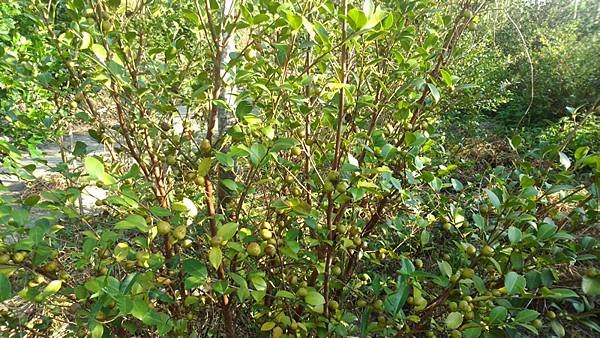 滿鰲崎下的苦茶仔