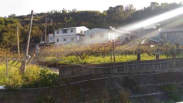 陽光撒在梨園上