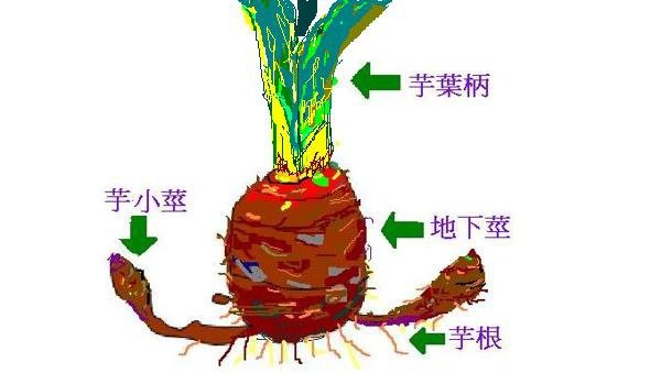 1芋頭地下莖.JPG