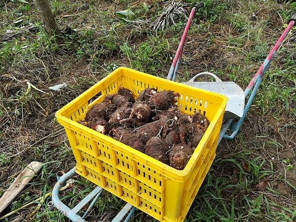 4滿鰲崎下又鬆又香的山芋,我種的看天芋.jpg