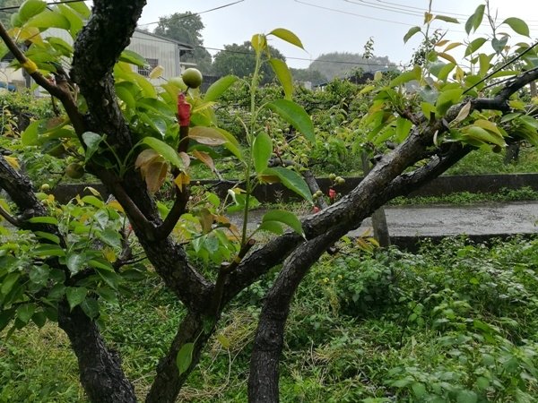 雨中的梨.jpg