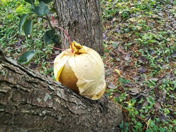 3橫山梨包，果蒂藏有粉介殼虫了.jpg