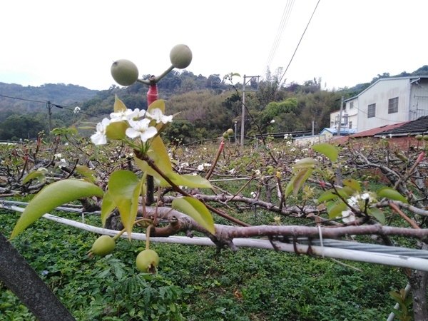 4.梨園橫山梨花一波波的怒放.jpg