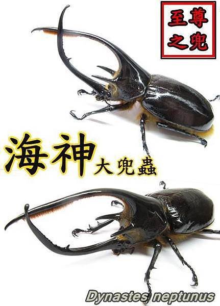 海神大兜蟲 (黑長戢大兜) Dynastes neptunus