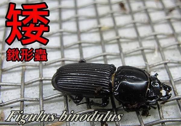 矮鍬形蟲 Figulus binodulus