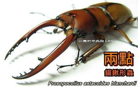 兩點鋸鍬形蟲 Prosopocoilus astacoides blanchardi