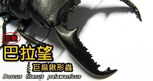 巴拉望巨扁鍬形蟲 Dorcus titanus palawanicus