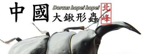 中國大鍬形蟲 Dorcus hopei hopei