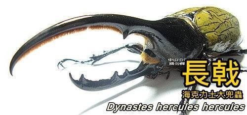 長戢大兜蟲 ( 海克力士大兜蟲Dynastes hercules hercules，原名亞種)