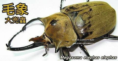 毛象大兜蟲 Megasoma elephas elephas