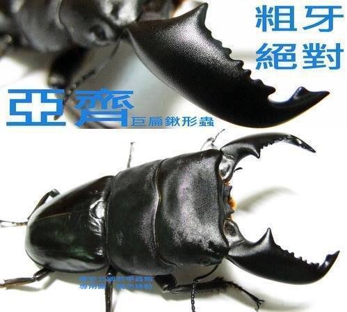 亞齊巨扁鍬形蟲 Dorcus titanus yasuokai