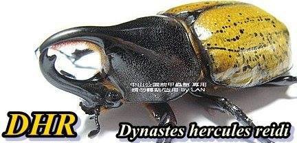 長戢大兜蟲 Dynastes hercules reidi (DHR 瑞德 R亞種)