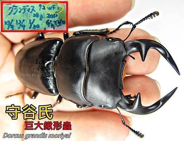 守谷氏巨大鍬形蟲Dorcus grandis moriyai