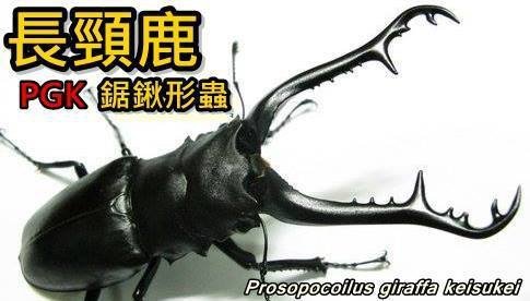 長頸鹿鋸鍬形蟲 Prosopocoilus giraffa keisukei (P.g.k亞種)