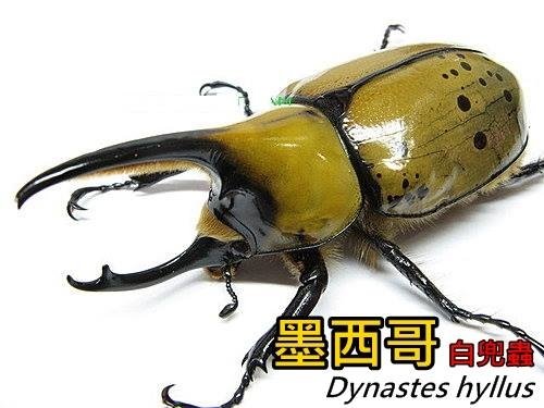 墨西哥白兜 Dynastes hyllus