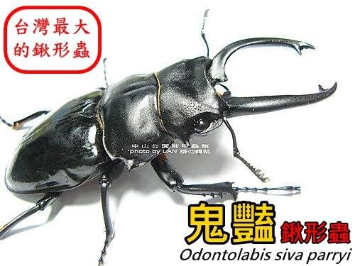 (長牙形)鬼艷鍬形蟲 Odontolabis siva parryi 