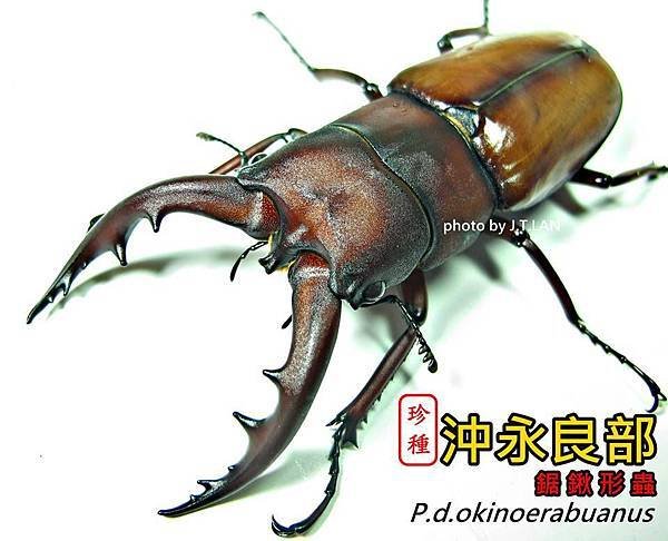 P.d.okinoerabuanus 沖永良部鋸鍬形蟲