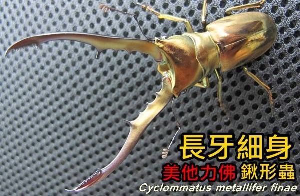 美他利長牙細身鍬形蟲 Cyclommatus metallifer finae (F亞種) 