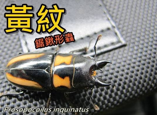 黃紋鋸鍬形蟲 Prosopocoilus inquinatus 