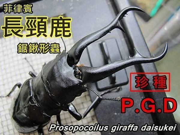 蟲名：菲律賓長頸鹿鋸鍬 (PGD) 珍貴 大輔D亞種