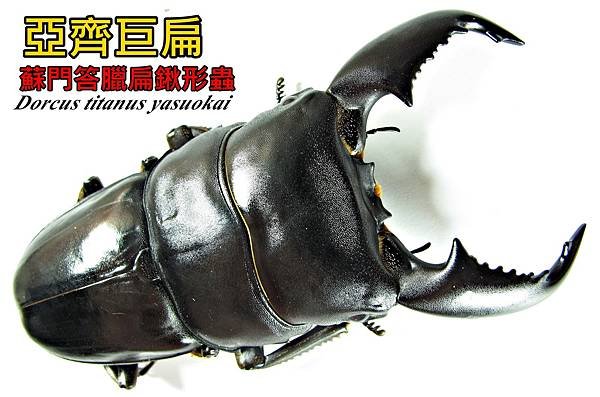 亞齊巨扁鍬形蟲 Dorcus titanus yasuokai