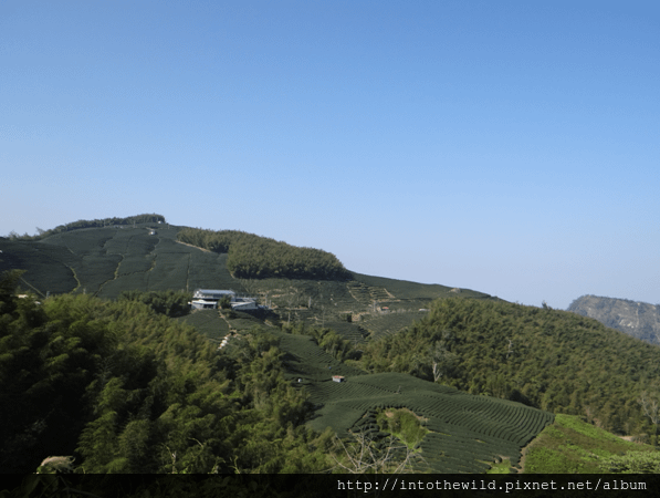 圖片201_對面整座軟鞍茶山及湛藍天空