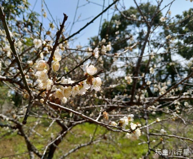 烏山步道紫竹寺11.jpg