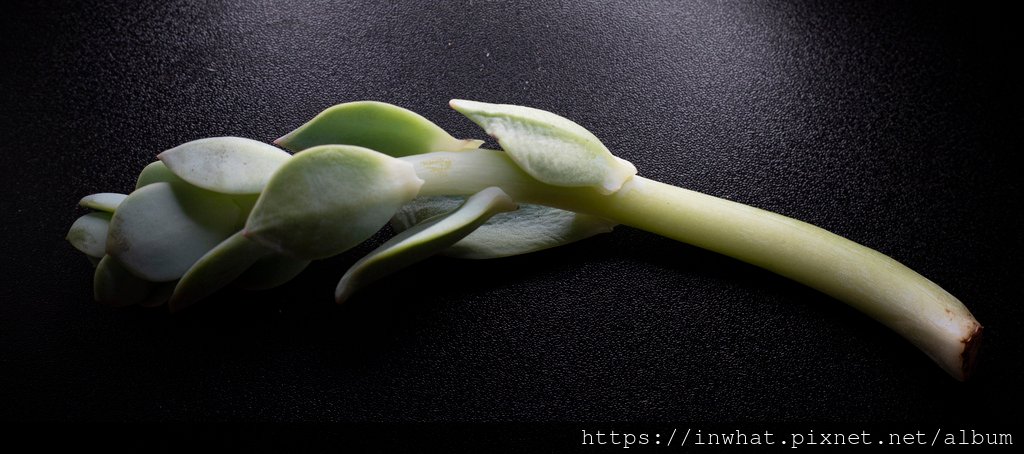 多肉生死錄-白鳳(發表於112年7月28日)