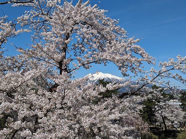 日本東北+函館追櫻記-Part3 弘前城