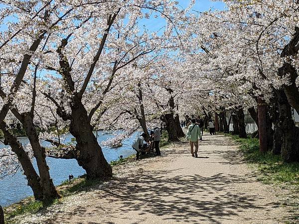 日本東北+函館追櫻記-Part3 弘前城