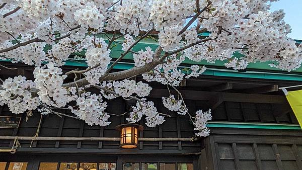 日本東北+函館追櫻記-Part5 函館(上) 大沼公園/五陵