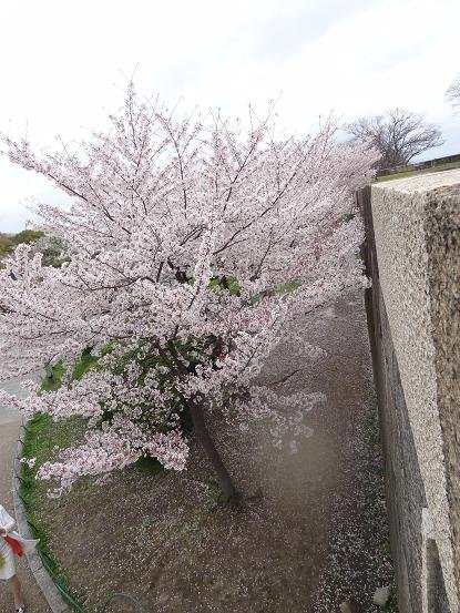 [2014-04-04] 大阪城公園 その3