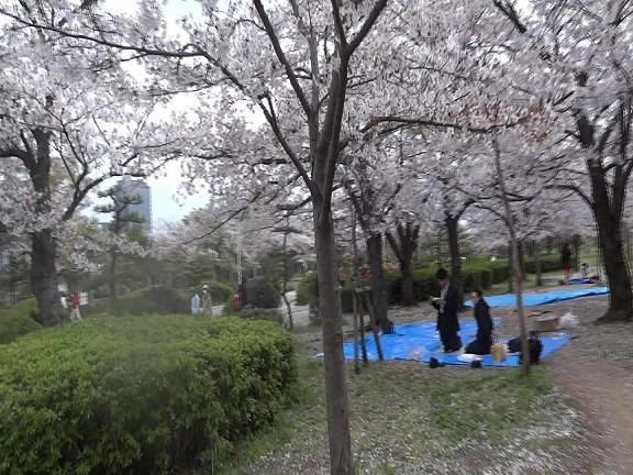 [2014-04-04] 花見をするため先に空き地を取ってる会社員たち