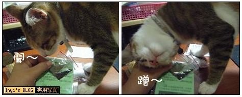 100613-咪聞貓薄荷.JPG