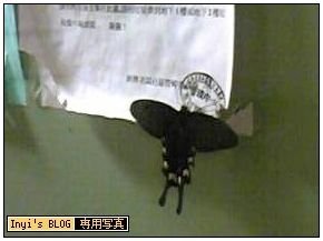 100629-大蝴蝶.JPG
