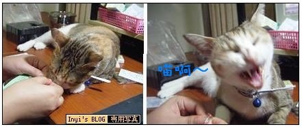 100613-咪再聞貓薄荷.JPG