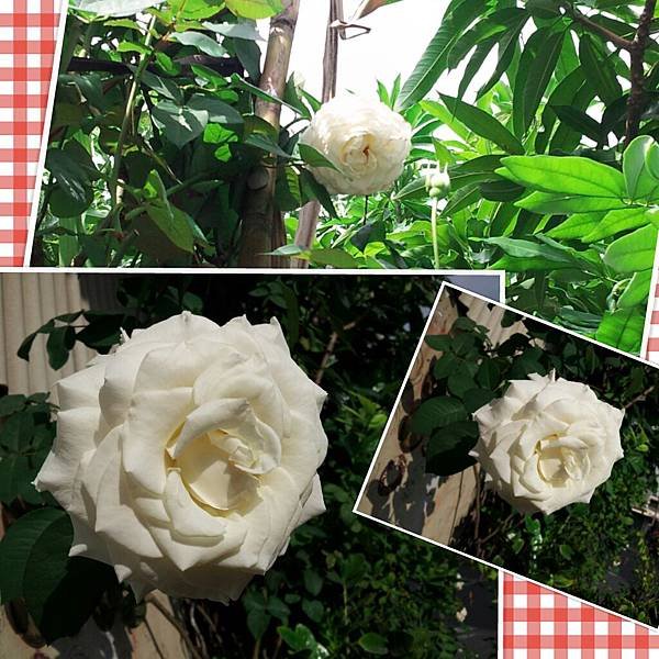 PhotoGrid_1357090077649