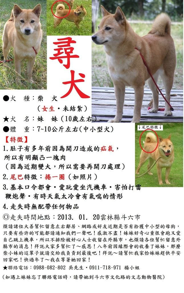 急找柴犬妹妹