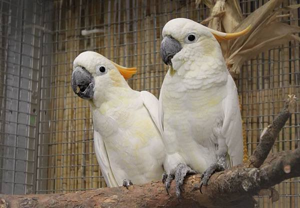 Cacatua_sulphurea_citrinocristata_Orangehaubenkakadu_1404.jpg