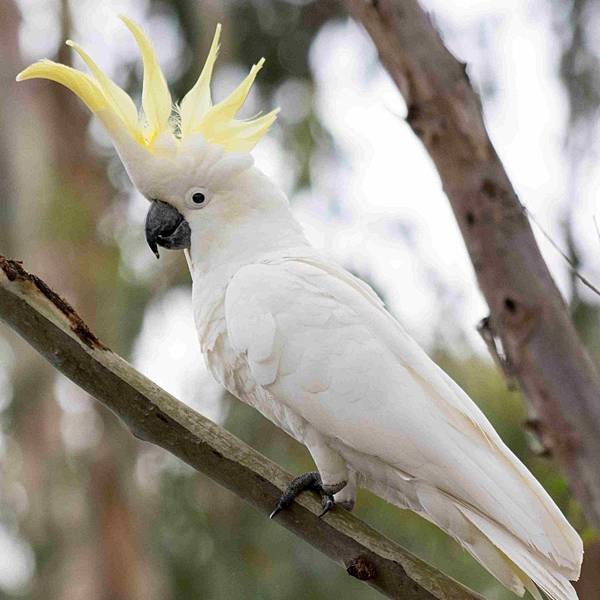 close-up-of-sulphur-crested-cockatoo-perching-on-branch-638709711-5b4e019146e0fb005b1373cc.jpg