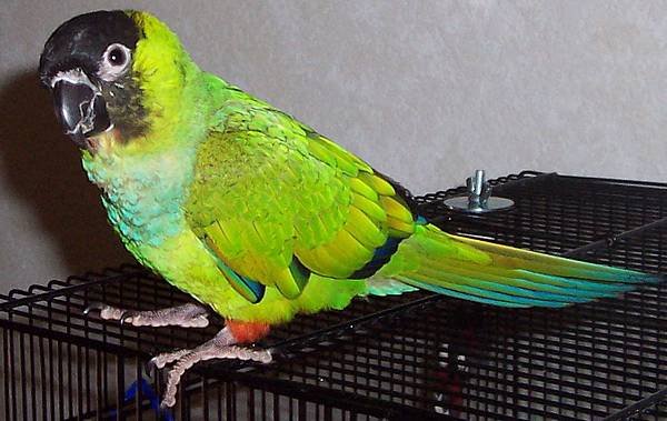 NandayConure-Jack.jpg