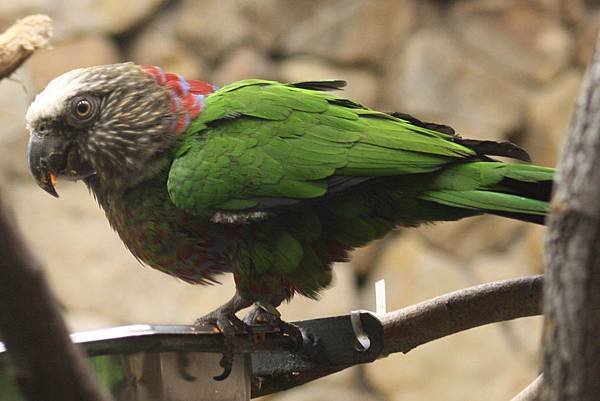 Deroptyus_accipitrinus_-National_Zoo_-Washington_DC_-USA-8.jpg