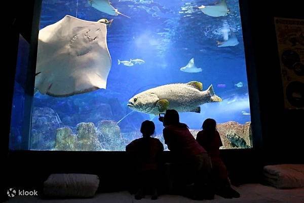 花蓮遠雄海洋公園：海洋夜未眠・夜宿水族館・住宿體驗