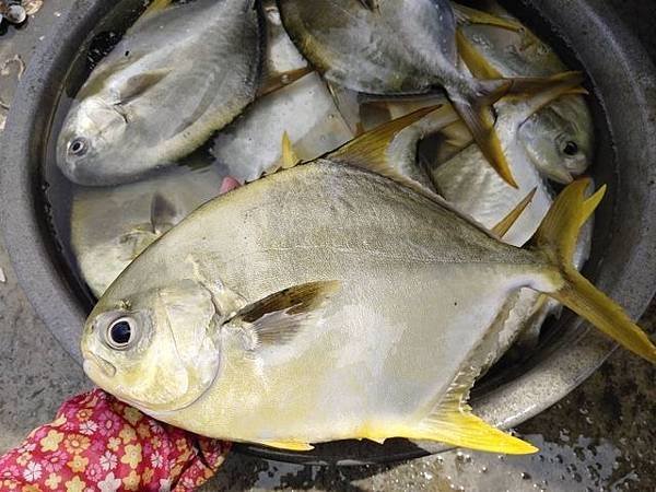 【大特惠】本土超大黃金鯧魚900g，活動數量有限售完為止