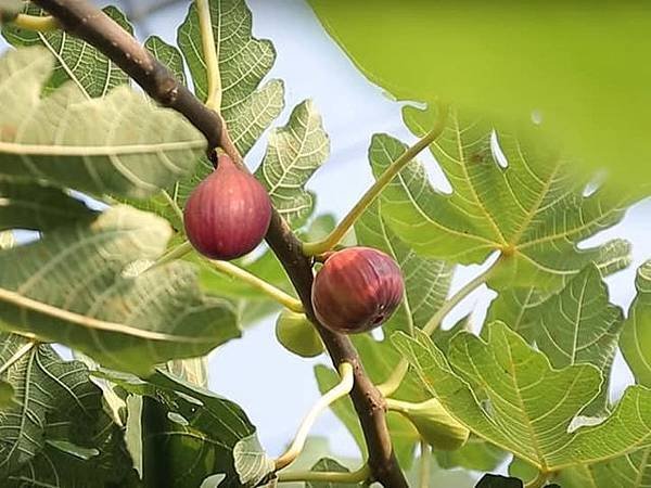 【小包裝新選擇 藍帶無花果 1斤裝】特殊香氣迷人 清甜回甘餘