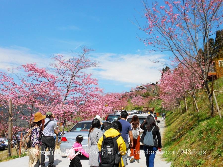 北橫 拉拉山 賞櫻 恩愛農場 櫻花 櫻木花道 二馬山莊 谷點咖啡民宿 光明農場 DSCN6962.jpg