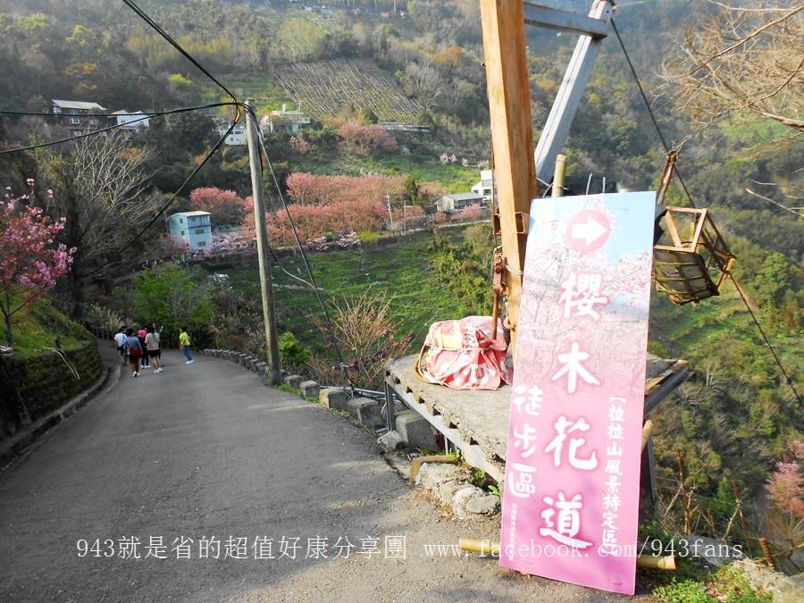 北橫 拉拉山 賞櫻 恩愛農場 櫻花 櫻木花道 二馬山莊 谷點咖啡民宿 光明農場 DSCN7002.jpg