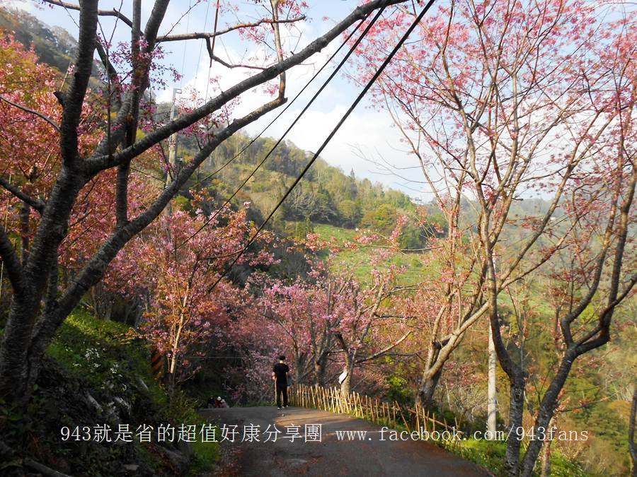 北橫 拉拉山 賞櫻 恩愛農場 櫻花 櫻木花道 二馬山莊 谷點咖啡民宿 光明農場 DSCN7022.jpg