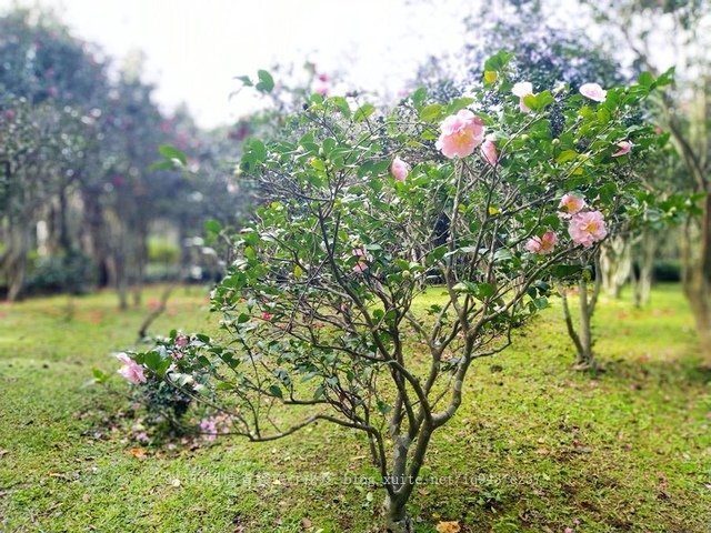 2022 台北茶花展 花卉試驗中心 陽明山 茶花隧道 品種